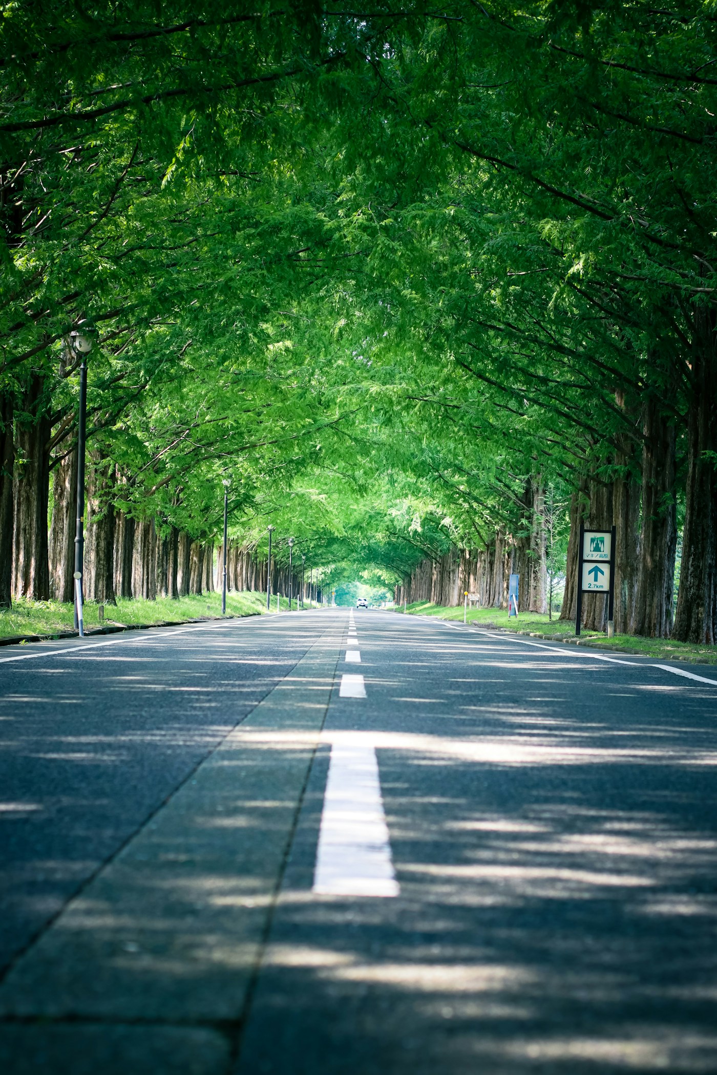 緑の並木が続く明るい道を走る車